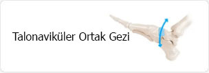 Talonaviküler Ortak Gezi